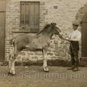 Mr Jones, horse dealer on farm at Fence Houses during WW1.
Matty Shaw worked here from 1914 till 1918 when aged 10-14 he single handedly delivered strings of roped horses over many miles to farms and collieries.
Photograph from Bill Shaw
