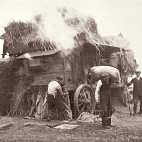 Steam driven thresher at Bulmer's Stotfold Farm in the 1930's. Herbert Bulmer 2nd from left.